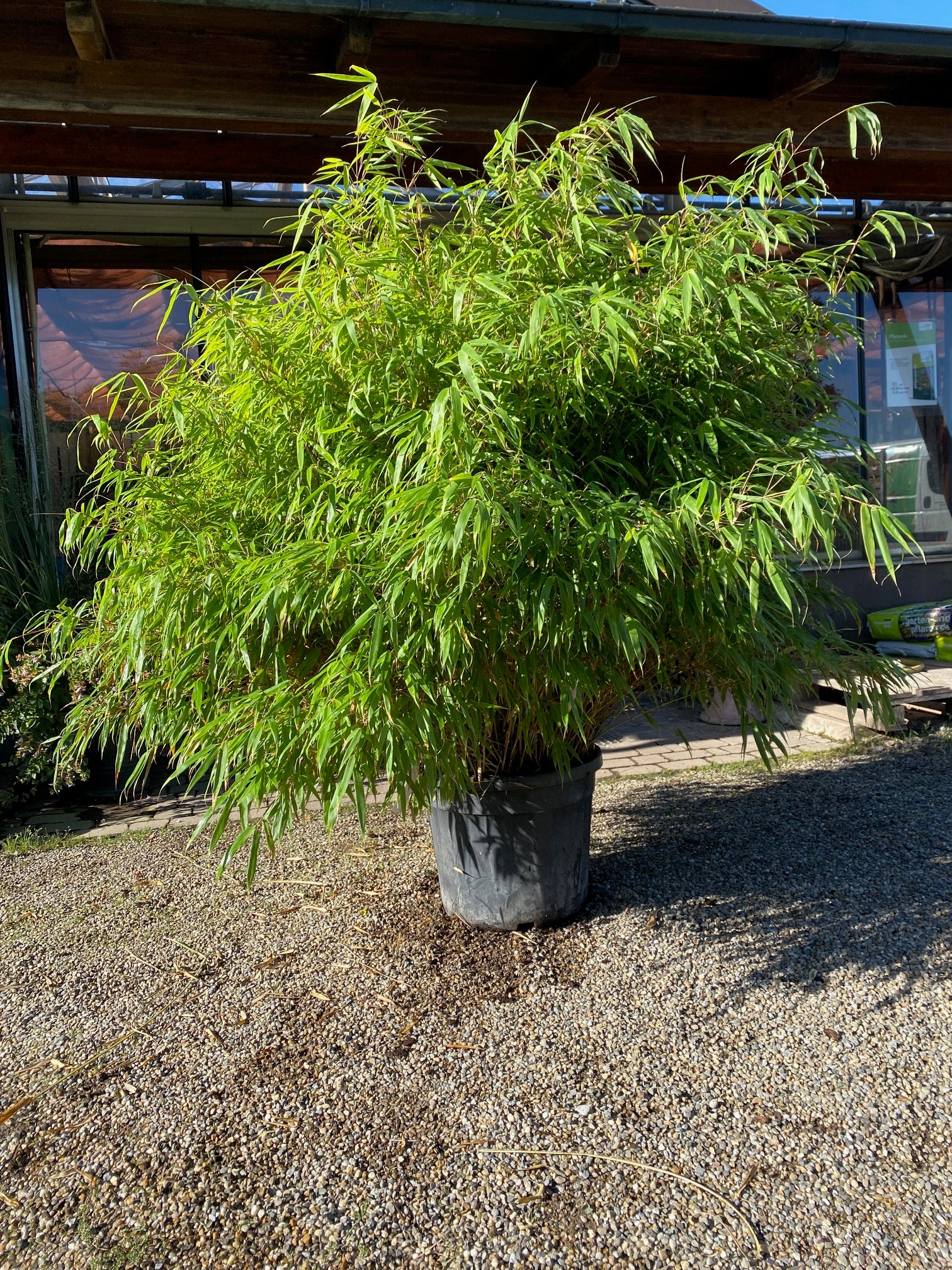 Schirmbambus / Fargesia rufa